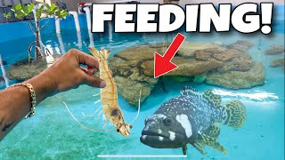 TOP 5 FISH FEEDINGS In ONE VIDEO!!