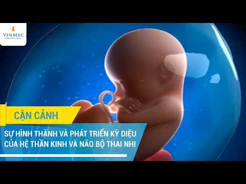 Video: Não bộ của thai nhi phát triển ở tuần thứ mấy?