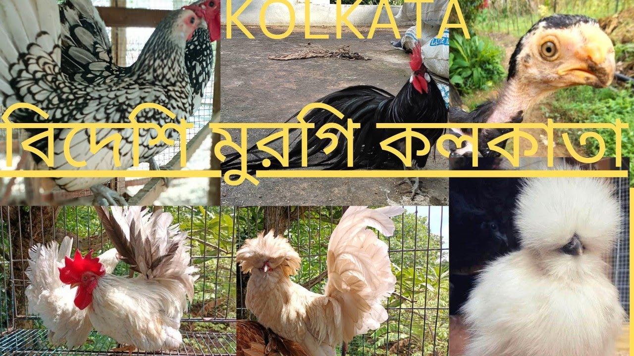 FANCY chicken silky police cap Colombian light Brahma new stock Kolkata