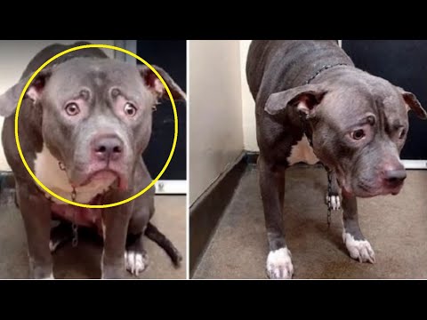 Βίντεο: ASPCA σπάει δαχτυλίδι καταπολέμησης σκυλιών σώζοντας 25 σκυλιά σε NC