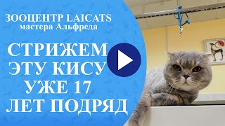 Стрижка кошек в 17 лет. Стрижка кошек в 17 лет.