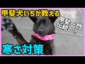 Dog tactics & Lesson by Kai ken dog to stay warm (eng-sub) の動画、YouTube動画。