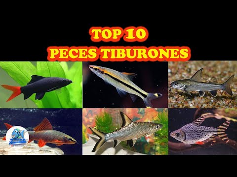 Video: 7 peces de tiburón de acuario de agua dulce, su comportamiento y consejos de cuidado