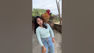 The Most Obedient Rooster On The Internet Will Not Be Sold Or Killed And It Will Be Raised For 