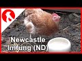 029 Newcastle Impfung (ND) für Hühner - Newcastle Disease - Jensman and the Huhns🐔