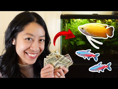 Vidéo: Alternatives bon marché à une configuration d'aquarium