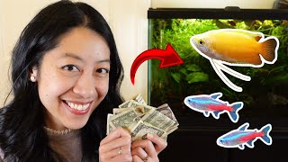 7 Money-Saving Tips for a Low Budget Fish Tank