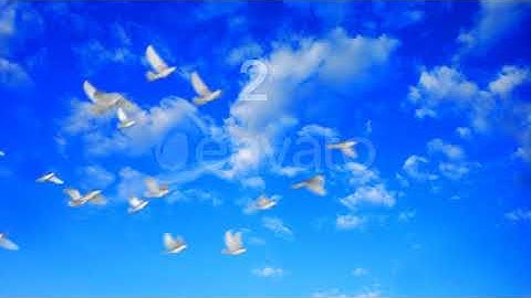 Flying Doves 1 | Motion Graphics - Envato elements