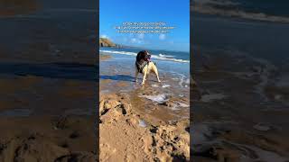 Seeing my dog live his best life = worth every penny 🥹📷 NorthWalesKids #ukstaycation #dogfriendly