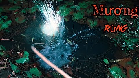 Cắm Câu Cá Lóc Mương Rừng Snakehead fishing in the forest ditch