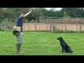 Gundog training: Drop (emergency stop)