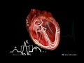 Проводящая система сердца за 3 минуты