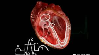 Проводящая система сердца за 3 минуты