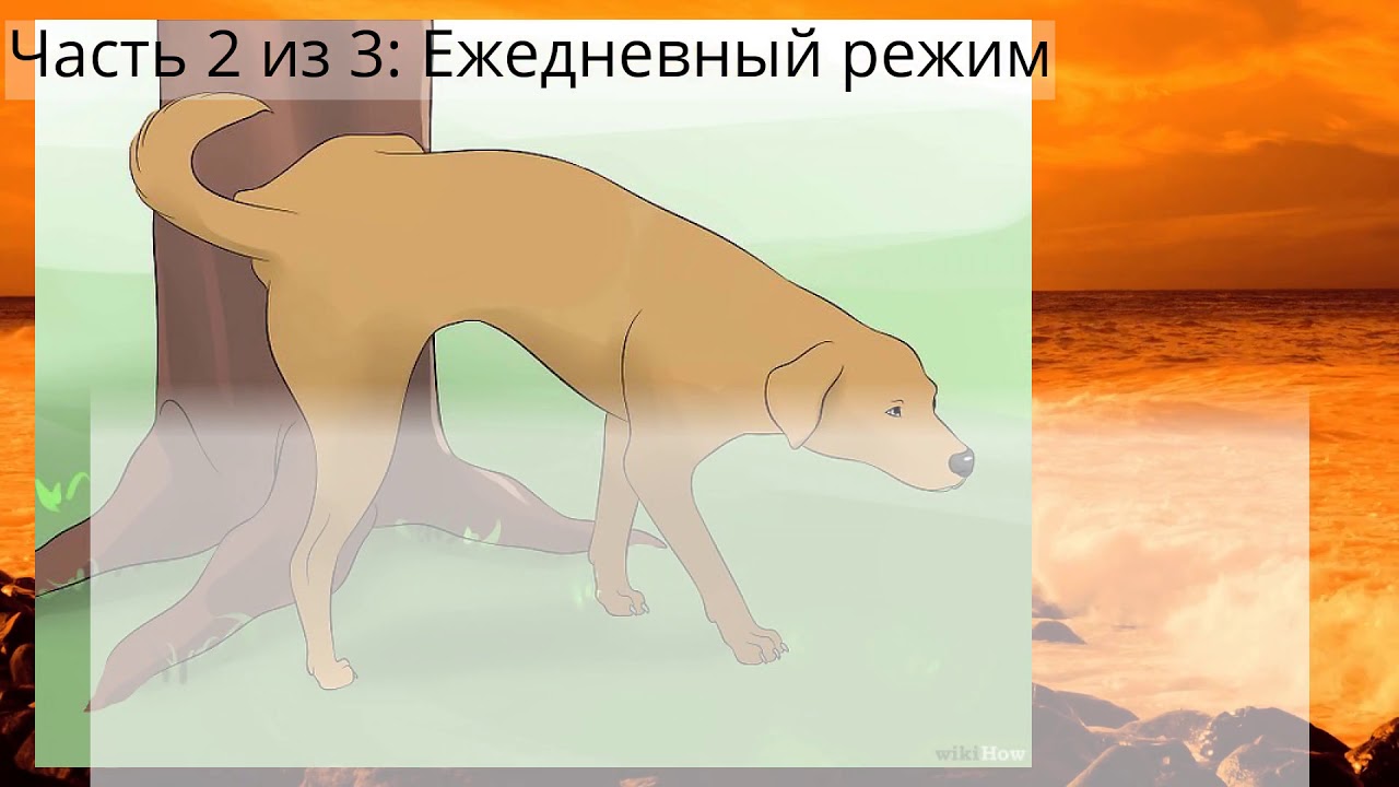 Nikisupostat Dog Pit