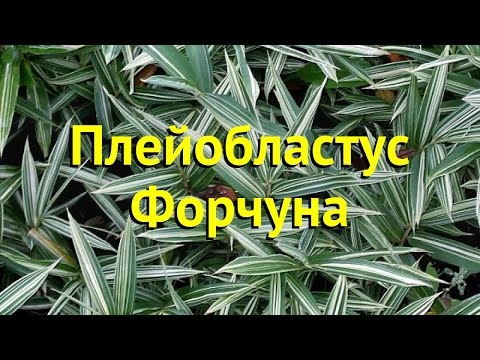 Плейобластус форчуна. Краткий обзор, описание характеристик pleioblastus auricomus