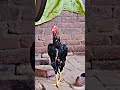 Sindhi Aseel 🔥#viralshorts #officalvideo #pakistan
