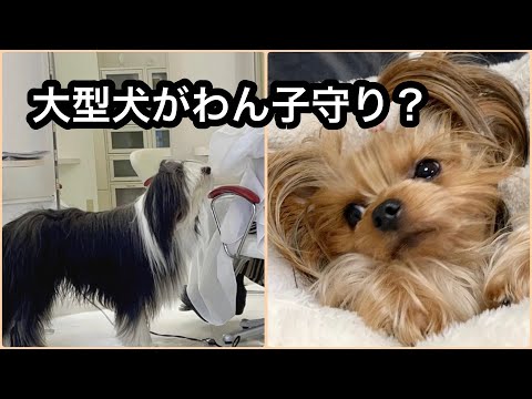 犬を連れていける美容院に行ったら大型犬におもてなしされて最高でした。「マルチーズに休めと言われた」と言い、会社を休む夫に困っています。【ヨークシャテリア】