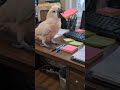 My Cockatiel's daily missionCockatiel #FunnyBird #PetBird #FunnyPets #BirdLover #Shorts #ViralShorts