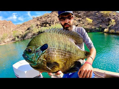 Fishing for 3 POUND BLUEGILL!!! 