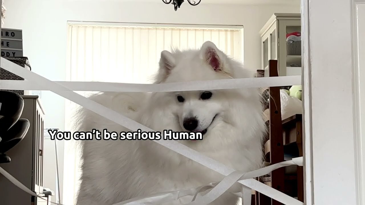 My Dog Tries The Painter's Tape Challenge