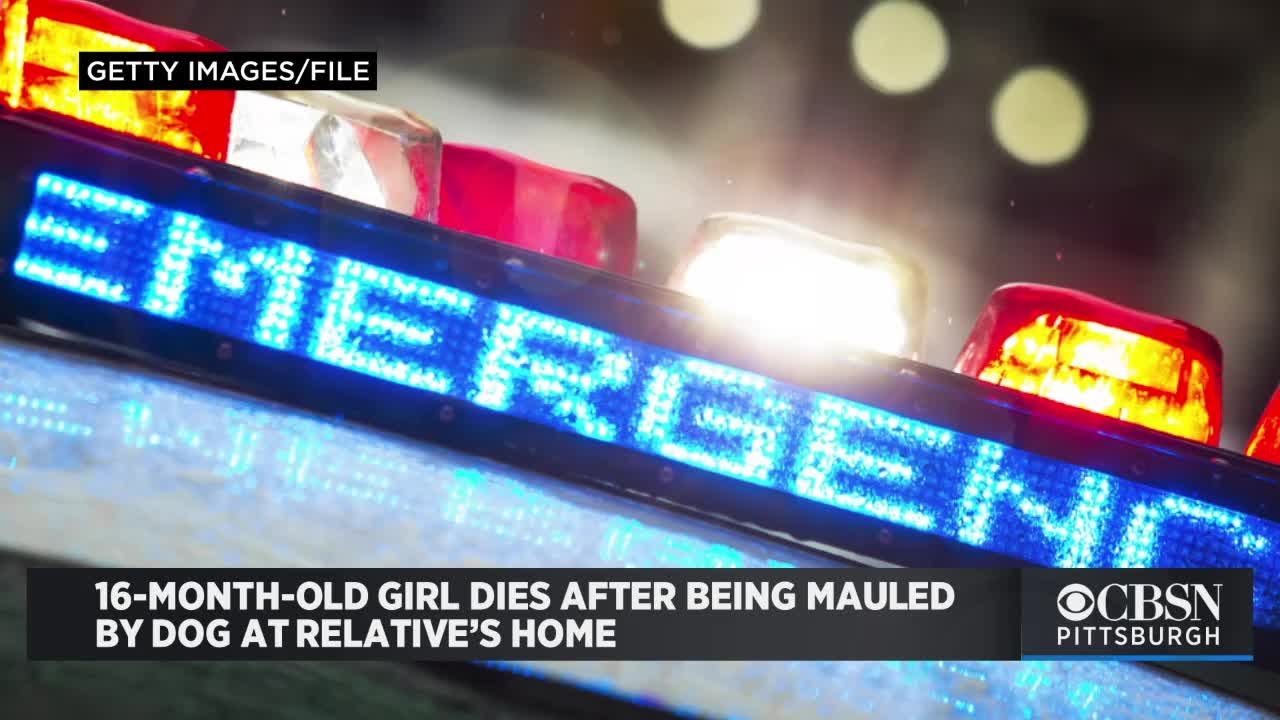 16-Month-Old Girl Dies After Being Mauled By Dog At Relative’s Home ...