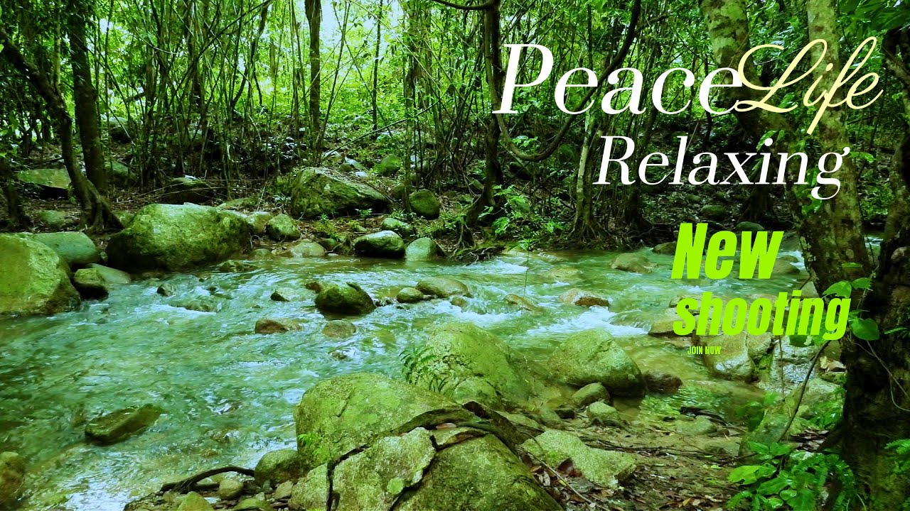 "Embrace the Melancholy: Slow Music, Bird Songs, and Gentle Water Sounds for Your Sad Moments. 🌧️🎶"