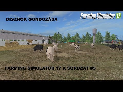 Videó: A Mini Disznók Gondozása