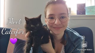 Meet my Ragdoll Kitten Calcifer 💖