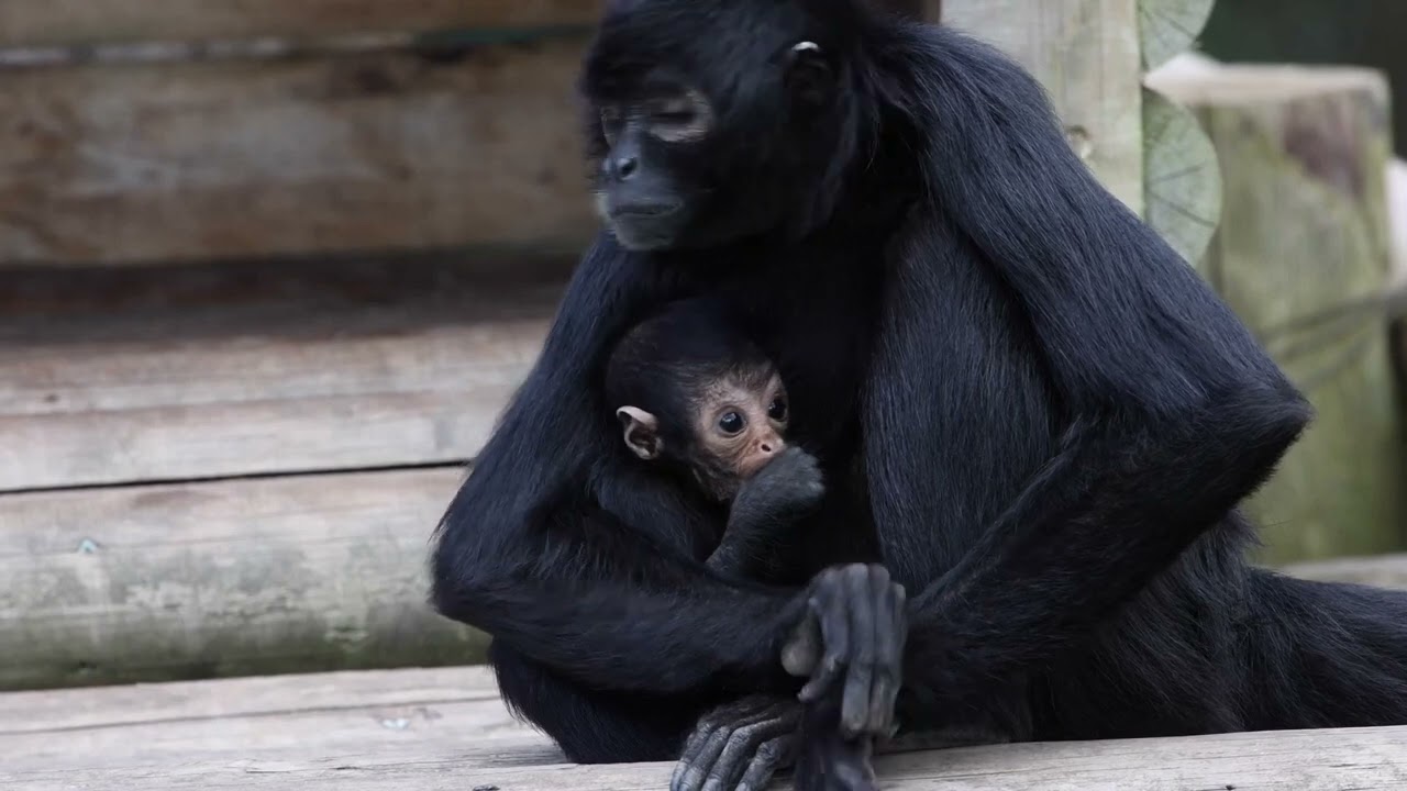 Critically endangered Columbian black spider monkey born at Fota