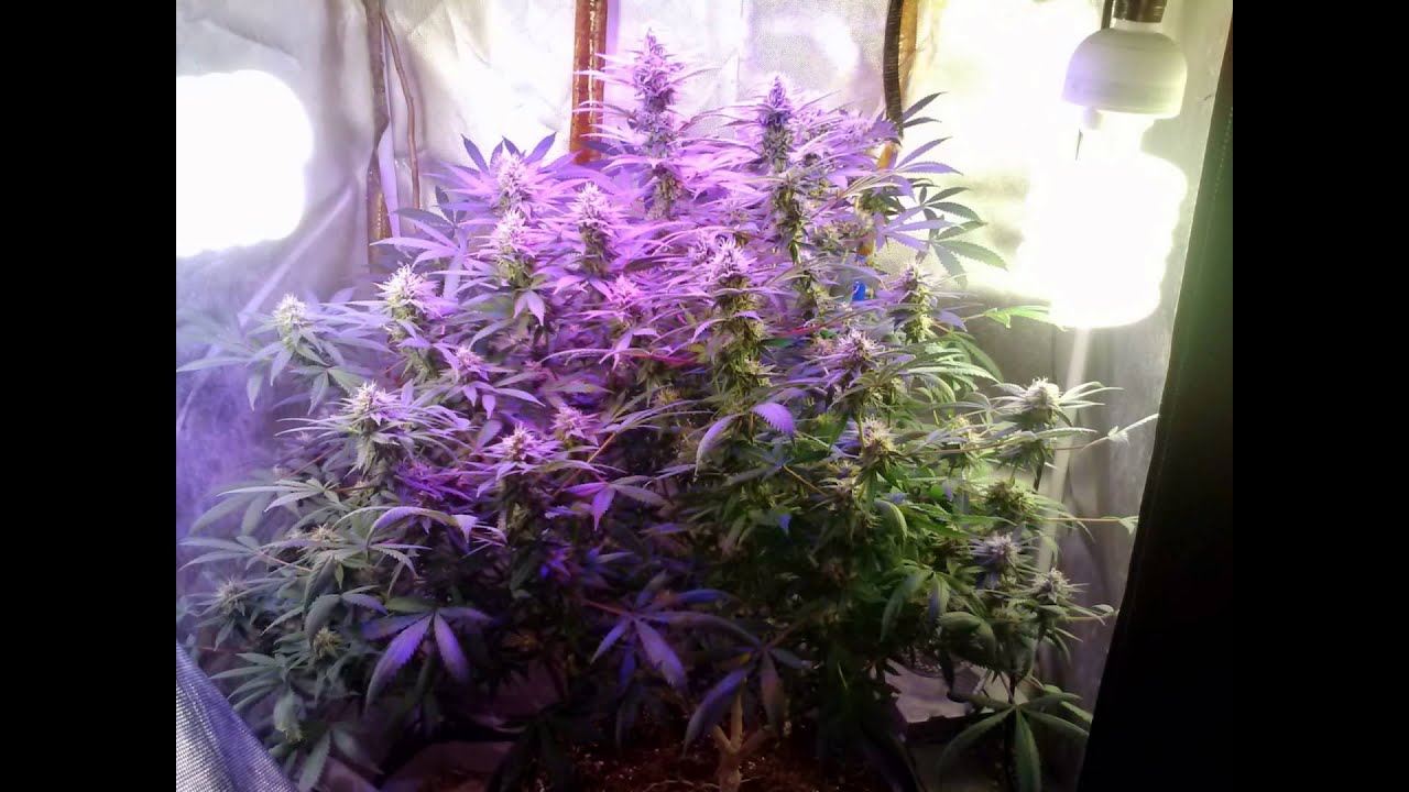 led grow, 400w 5w flowering plant, super crop without trellis Veganic