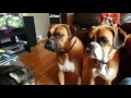 Boxers talking and a cat swat