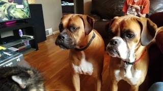 Boxers talking and a cat swat