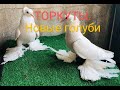 ТОРКУТЫ. НОВЫЕ ГОЛУБИ У ОТЦА#голуби#голубеводство#pigeons#tauben#loft