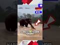 harimau di tolong gajah😨