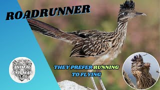 Roadrunner | They Prefer Running to Flying | AnimalEnigmas