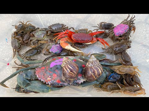 Video Kem Ốc Chanel ra đồng bắt cua, ếch, ốc sên, cá sấu. ỐC... - youtube