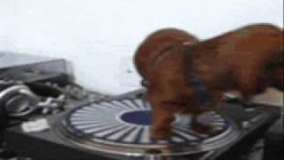 dog You Spin Me Right Round