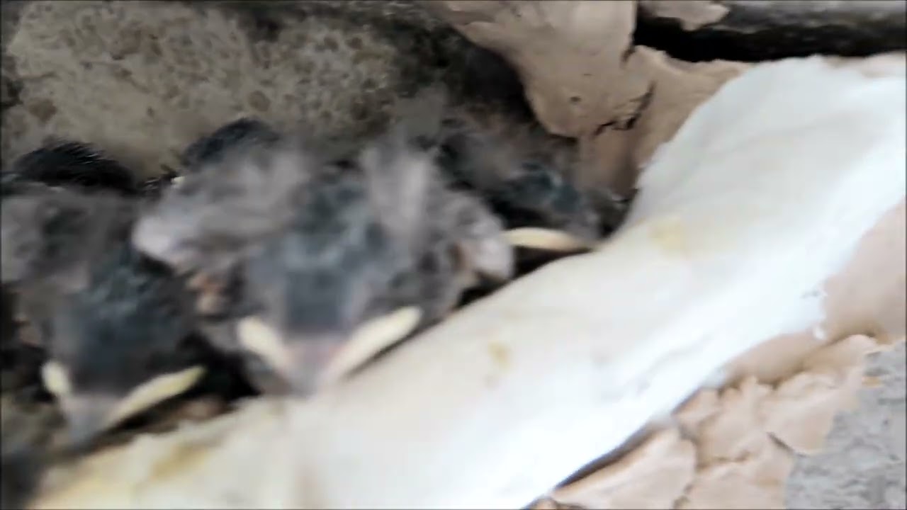 ツバメページ 雑種 ツバメ x サンショクツバメ - eBird