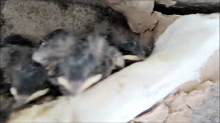 ツバメページ 5 12 ツバメ - YouTube