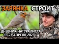 Зарянка-строитель. Дневник натуралиста. 15-23 апреля 2023 г.