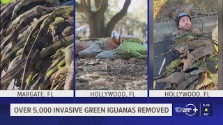Floridians Removed Over 5,000 Invasive Iguanas During Cold Snap, Fwc Says
