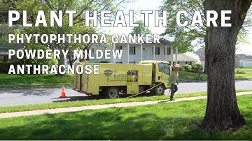 Plant Health Care - Treatment for Phytophthora Canker, Powdery Mildew & Anthracnose: English Oak