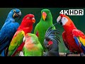 Most amazing parrots on earth  colerful birds  relaxing nature sounds  stress reliefr