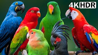 Most Amazing Parrots On Earth | Colorful Birds & Relaxing Nature Sounds | Stress Relief | 4K HDR