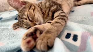 Datos Kitten Purring ASMR for 1 Hour | Foxy Falls Asleep Purring 🐱💤 Actualización