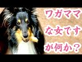 Shetland Sheepdog - SHELTIE 魔性の姫犬に弄ばれながら癒されながら…《シェルティ菩提》