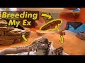 Caring For A Bearded Dragon: Baby Reacts To FULL SIZE Feeder *Breeding Dubia Roach*