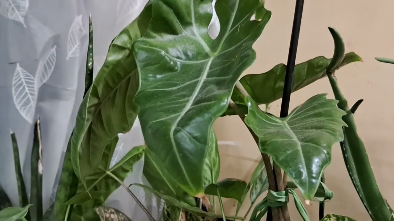 Gosto mo gumanda ang halaman mo gamit ka ng vitsen 🤗💝