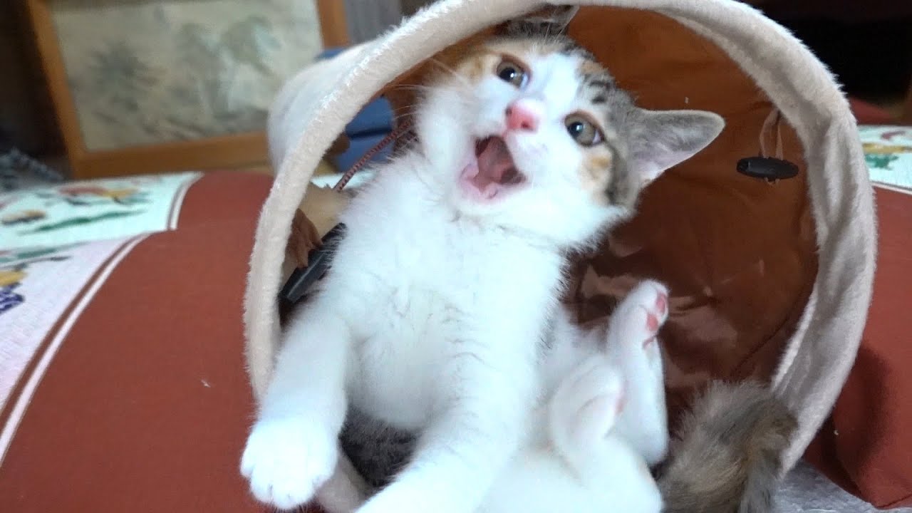 もこたんにトンネルをプレゼントしたら頭のネジが外れてしまったようです