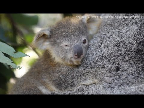 Aussie wildlife sanctuary celebrates koala births